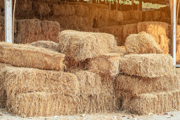 Piled stacks of dry straw collected for animal feed. Dry baled hay bales stack.