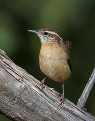 Carolina Wren on a perch