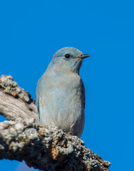 Mountain Bluebire on a perch
