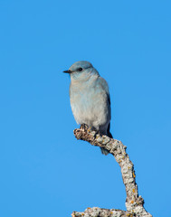 Mountain Bluebire on a perch