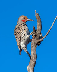 Norther Flicker on a branch