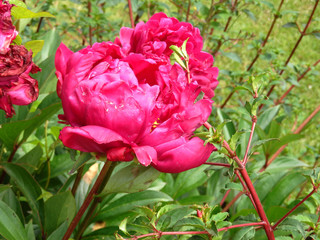 dark pink red peony on a blurred background
