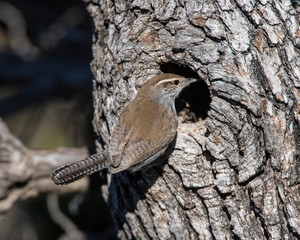Bewick's Wren near a nesting hole