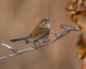 Bewick's Wren