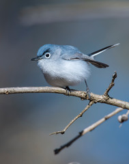 Blue-gray Gnatcatcher