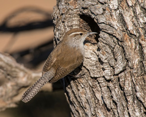 Bewick's Wren near a nesting hole