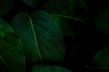closeup nature view of green leaf in garden, dark wallpaper concept, nature background, tropical...