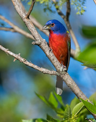 Male Painted Bunting