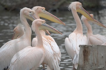 A group of white pelicans looking right