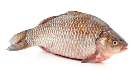 Big river fish.