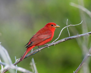 Male Summer Tanager on a perch