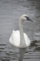 Obraz premium A trumpeter swan
