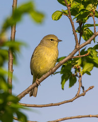 Orange-crowned Warbler on a branch