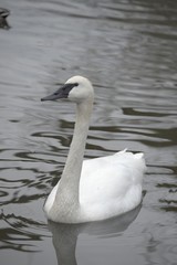 A trumpeter swan