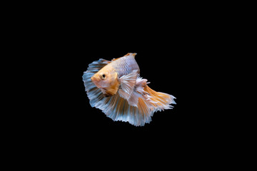 The Moving Moment of Gold Silver Half Moon Big Ear oe Elephant Ear Betta Splendens or Siamese Fighting Fish on Black Background