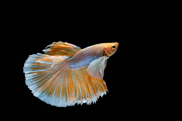 The Moving Moment of Gold Silver Half Moon Big Ear oe Elephant Ear Betta Splendens or Siamese Fighting Fish on Black Background