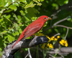 Male Summer Tanager on a perch