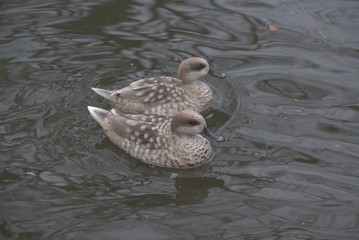 A pair of marbled ducks