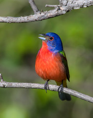 Male Painted Bunting