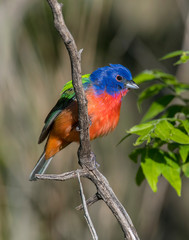 Male Painted Bunting