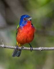 Male Painted Bunting
