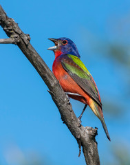 Male Painted Bunting