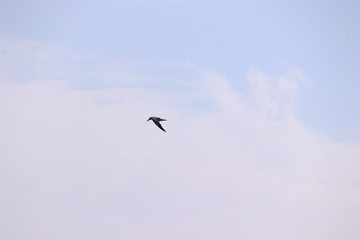 Low angle view of birds flying against blue sky