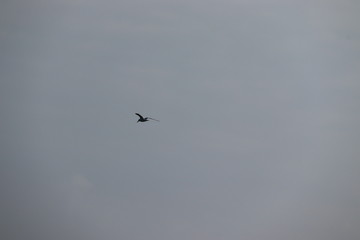 Seagull bird flying in the sky