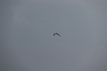 bird flying through Sunbeams shining through clouds