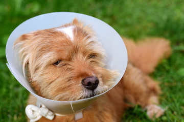 A small brown hairy cute dog sits outside in the meadow and has a white plastic frill around his...