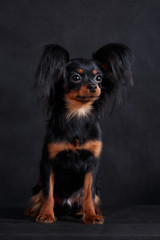 Little black and tan dog Russian toy sitting on a black background