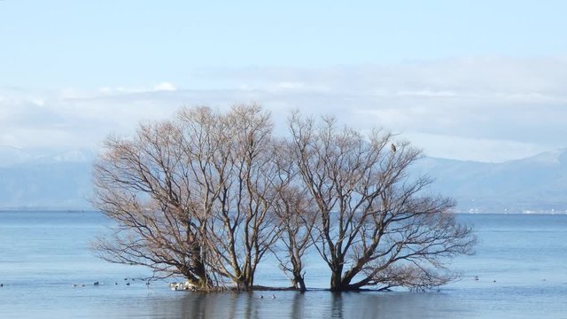 トビ　琵琶湖　滋賀県　日本　