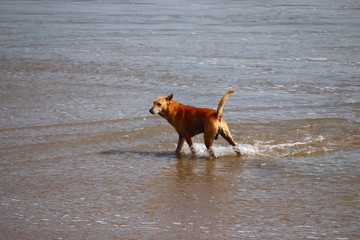 a dog on beach swimming in summer