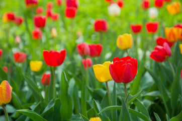 Red tulips flowers on a stem among the leaves. Beautiful spring or summer landscape