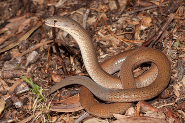 Common Scally-foot legless lizard showing tail re-growth