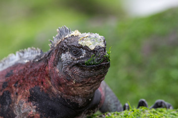 Marine Iguana