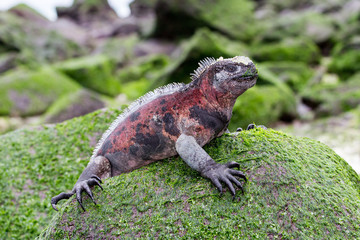 Marine Iguana