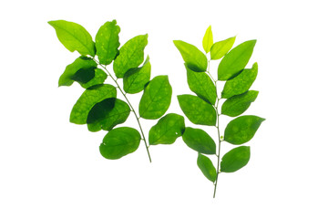 green leaves frame on white background