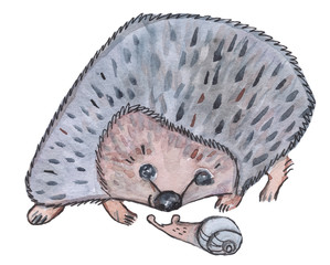 Cute hedgehog gets acquainted with a snail. Hand-drawn watercolor. On a white background. © Екатерина Бондарук