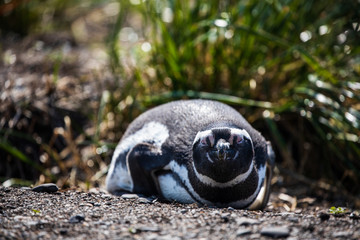 Magellanic penguin lying down in Ushuaia, Argentina, Tierra del Fuego, Patagonia
