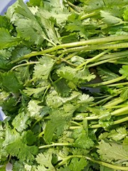 fresh healthy and testy green coriander 