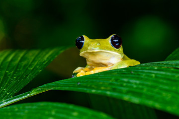 Gliding tree frog (Agalychnis spurrelli) is a species of frog in family Hylidae. It is found in Colombia, Costa Rica, Ecuador, and Panama.