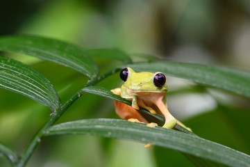 Gliding tree frog (Agalychnis spurrelli) is a species of frog in family Hylidae. It is found in Colombia, Costa Rica, Ecuador, and Panama.