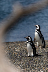 Magellanic penguins near the ocean in Ushuaia, Argentina, Tierra del Fuego, Patagonia