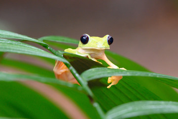 Fototapeta premium Gliding tree frog (Agalychnis spurrelli) is a species of frog in family Hylidae. It is found in Colombia, Costa Rica, Ecuador, and Panama.