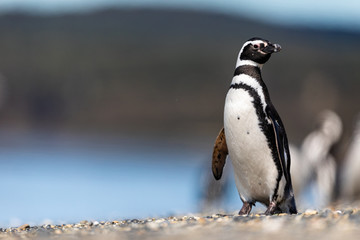 Magellanic penguin near the ocean in Ushuaia, Argentina, Tierra del Fuego, Patagonia