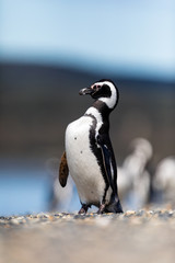 Obraz premium Magellanic penguin near the ocean in Ushuaia, Argentina, Tierra del Fuego, Patagonia