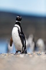 Naklejka premium Magellanic penguin near the ocean in Ushuaia, Argentina, Tierra del Fuego, Patagonia