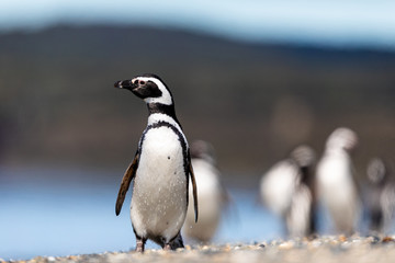 Fototapeta premium Magellanic penguin near the ocean in Ushuaia, Argentina, Tierra del Fuego, Patagonia