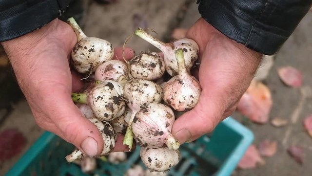 freshly harvested garlic on the ground